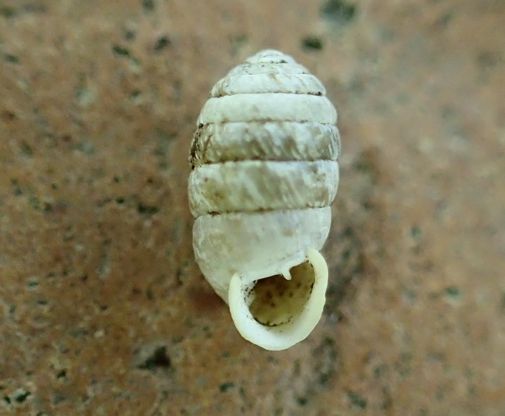 Gusci dalla Pietra di Bismantova 2