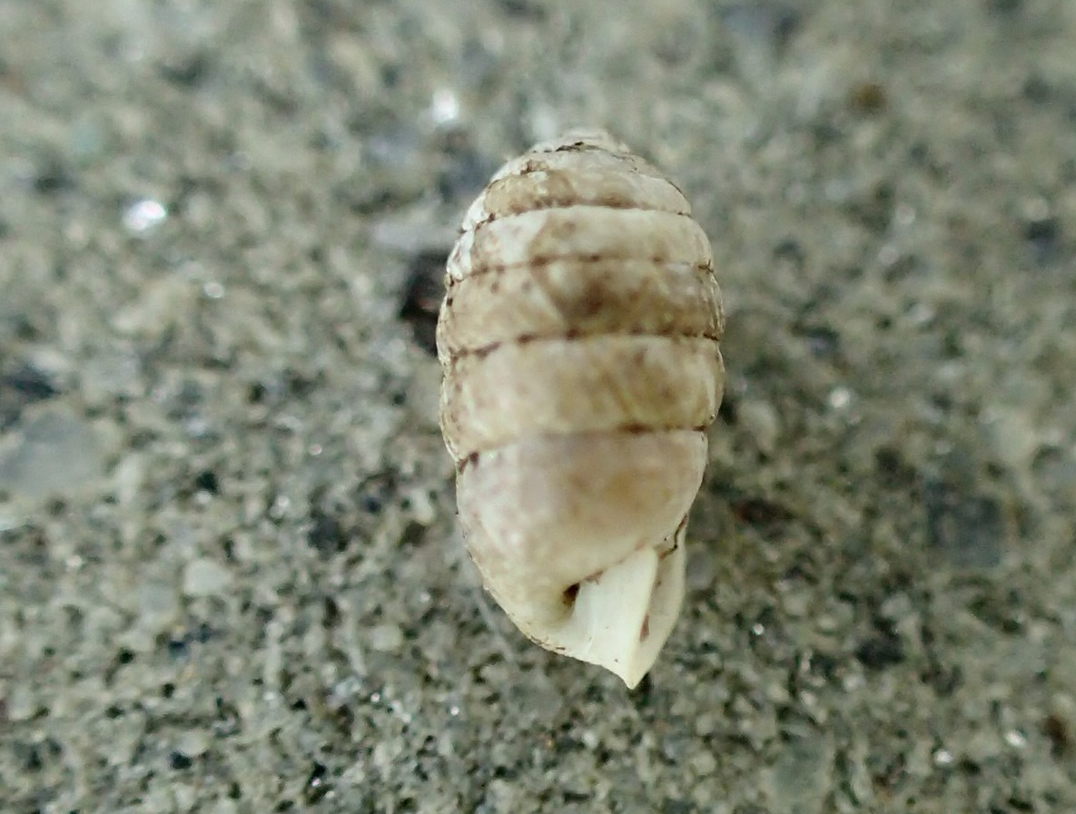 Gusci dalla Pietra di Bismantova 2