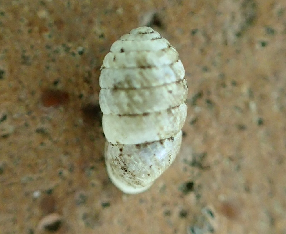 Gusci dalla Pietra di Bismantova 2