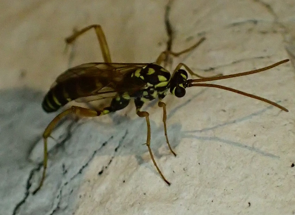 Vespina con le zampe lunghe