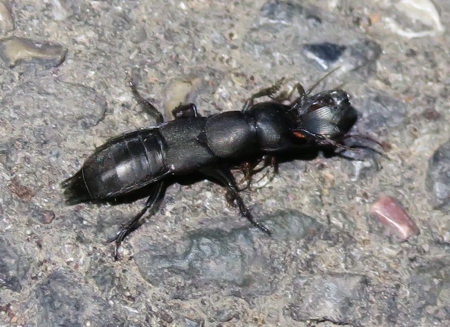 Staphylinidae:  Ocypus (Ocypus) olens