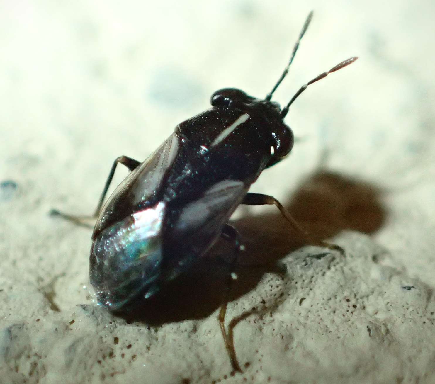 Lygaeidae: Geocoris lineola