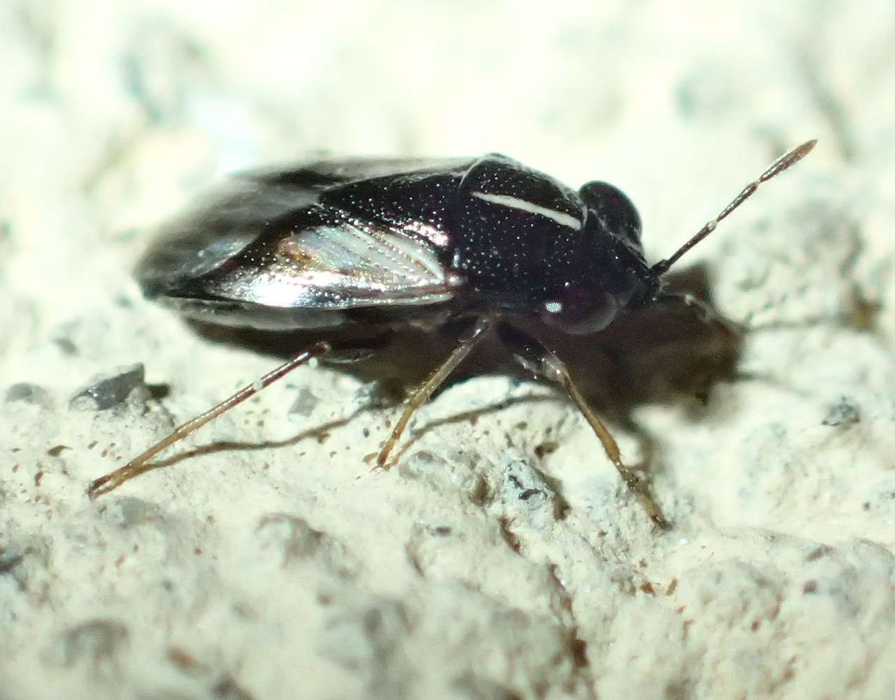 Lygaeidae: Geocoris lineola