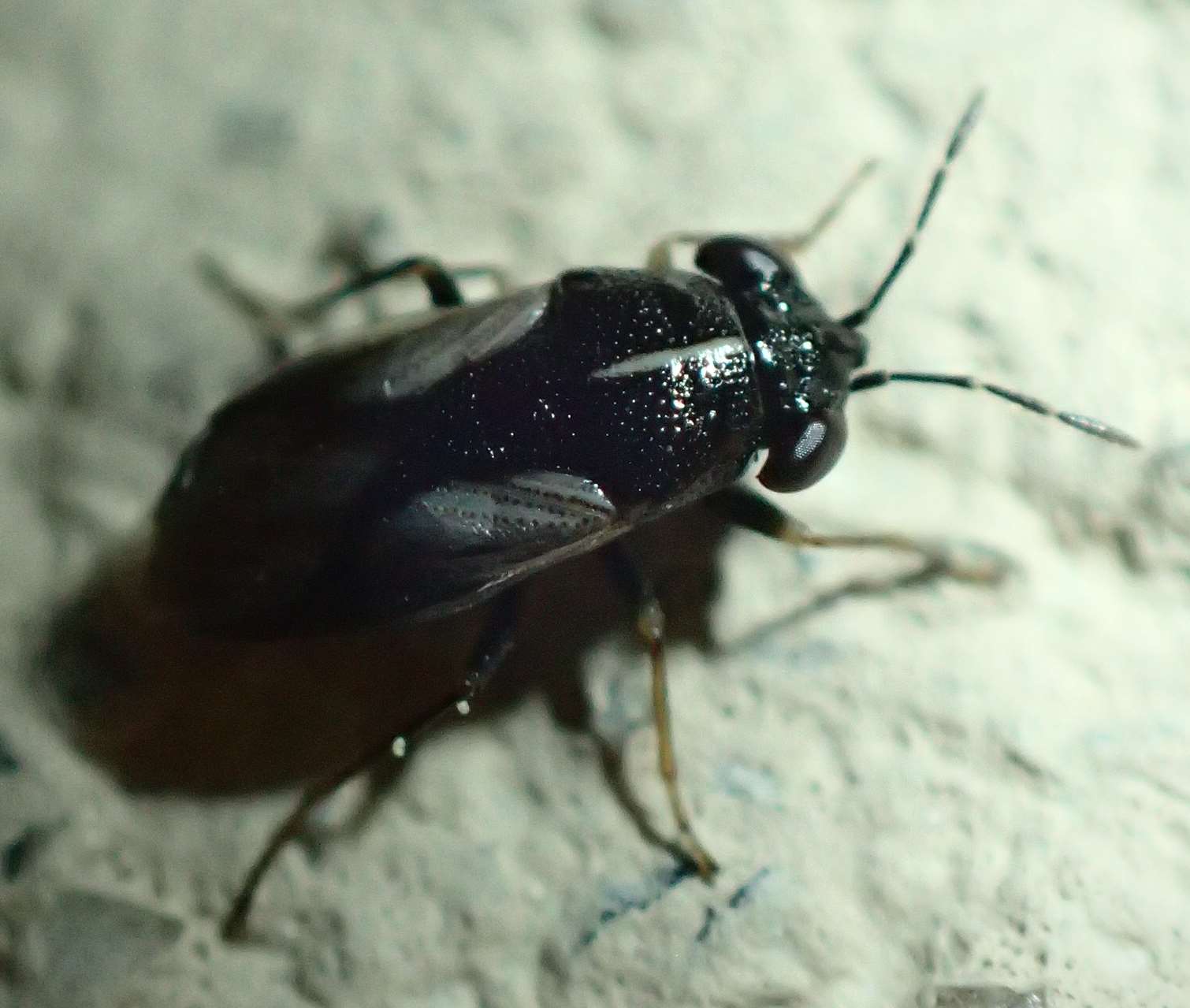 Lygaeidae: Geocoris lineola