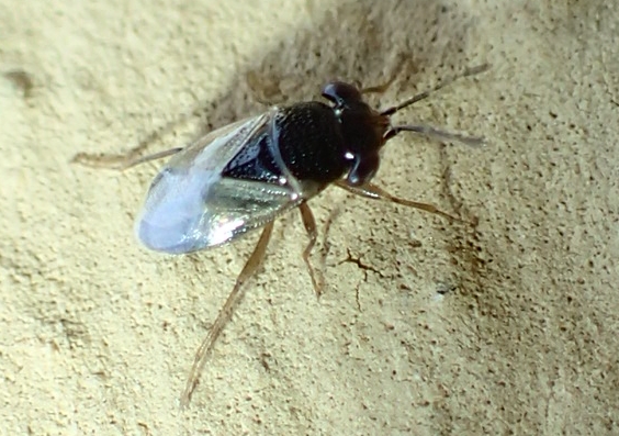 Lygaeidae: Geocoris pallidipennis