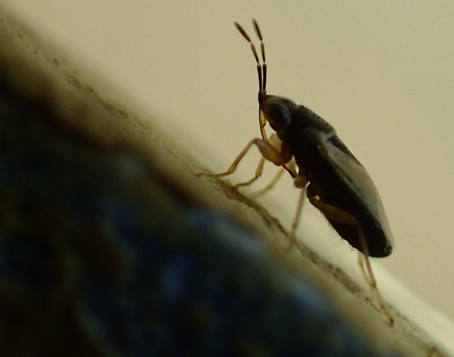 Lygaeidae: Geocoris pallidipennis