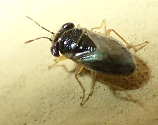 Lygaeidae: Geocoris pallidipennis