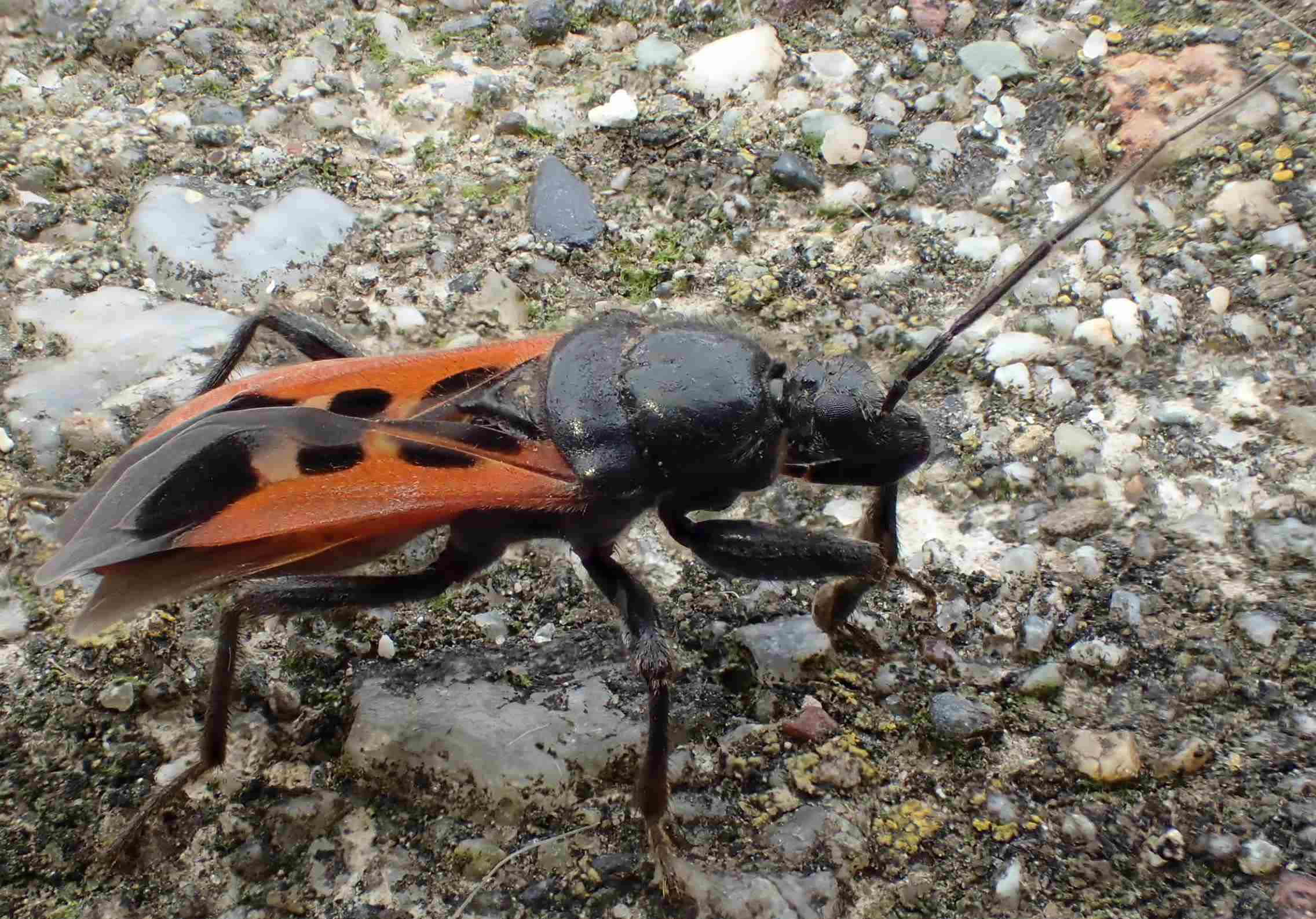 Reduviidae:  Peirates hybridus  da confermare