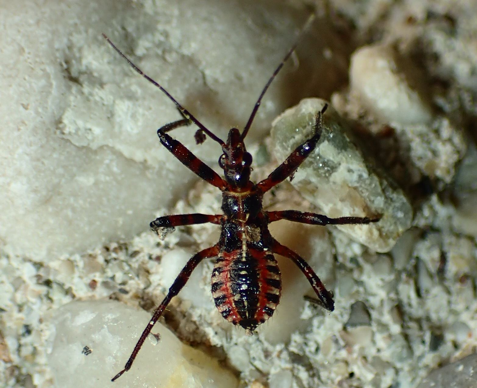Reduviidae:   neanide di Rhynocoris sp.