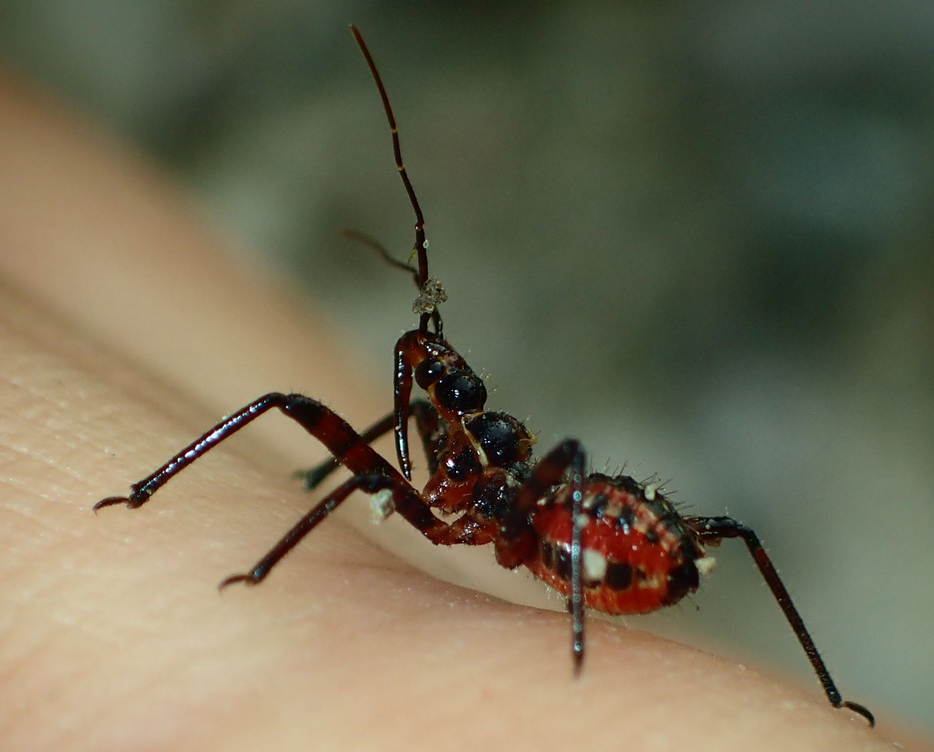 Reduviidae:   neanide di Rhynocoris sp.