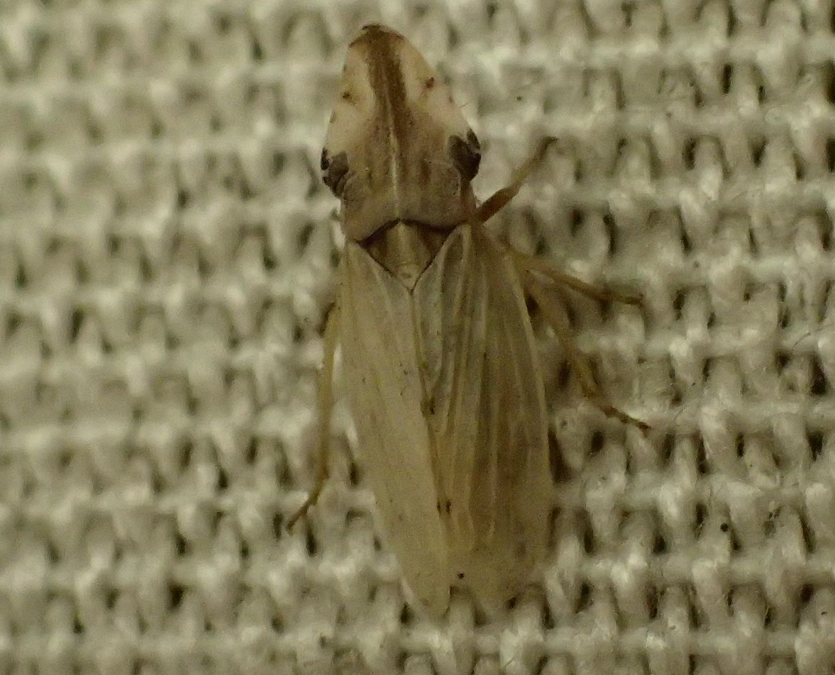 Cicadellidae:  Eupelix cuspidata