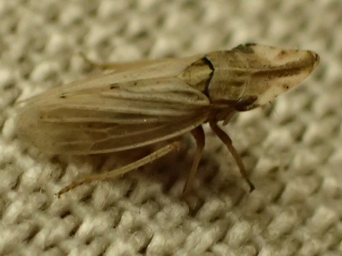 Cicadellidae:  Eupelix cuspidata