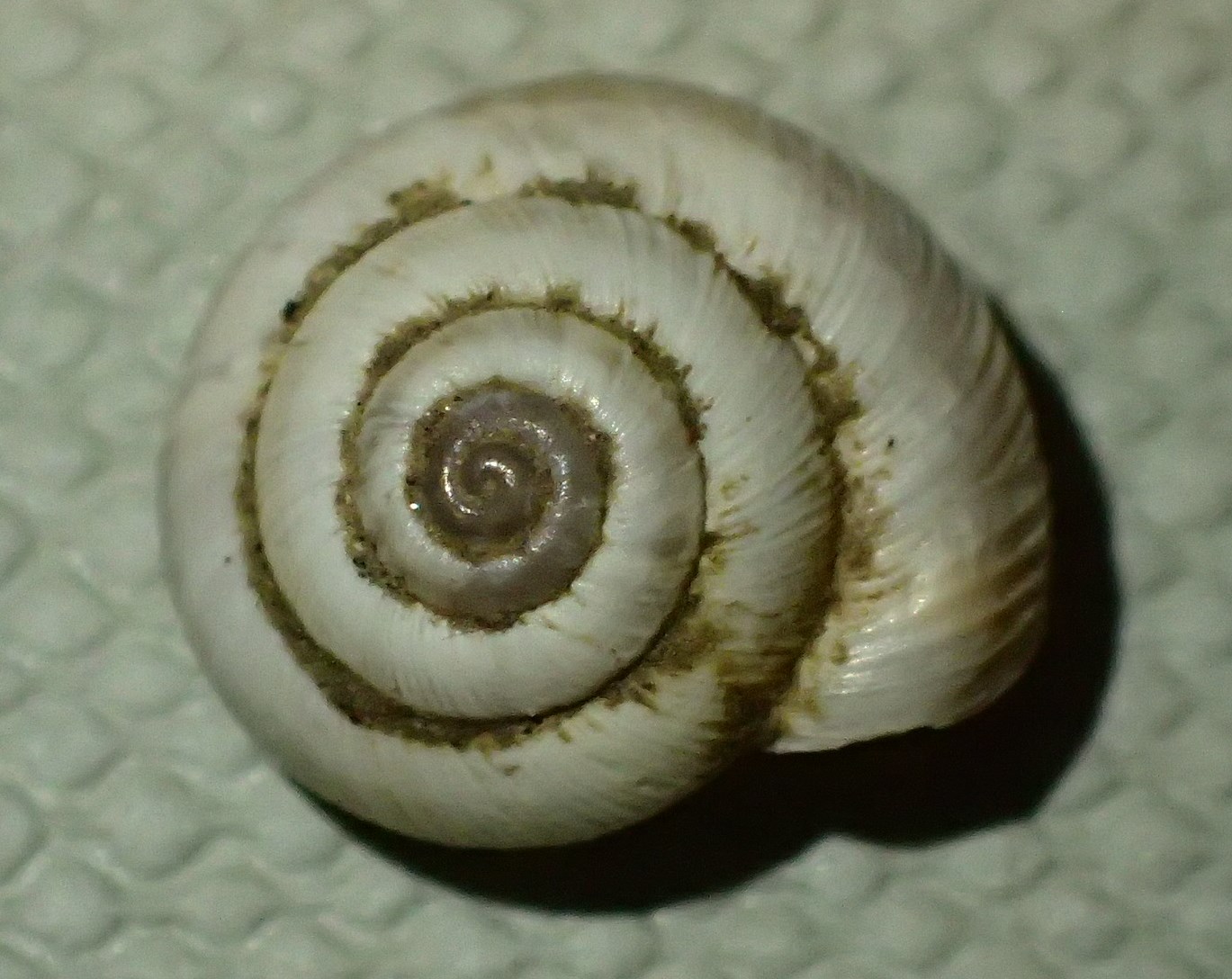 Chioccioline bergamasche