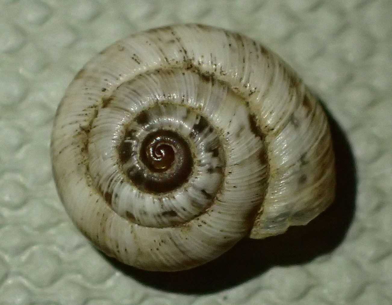 Chioccioline bergamasche