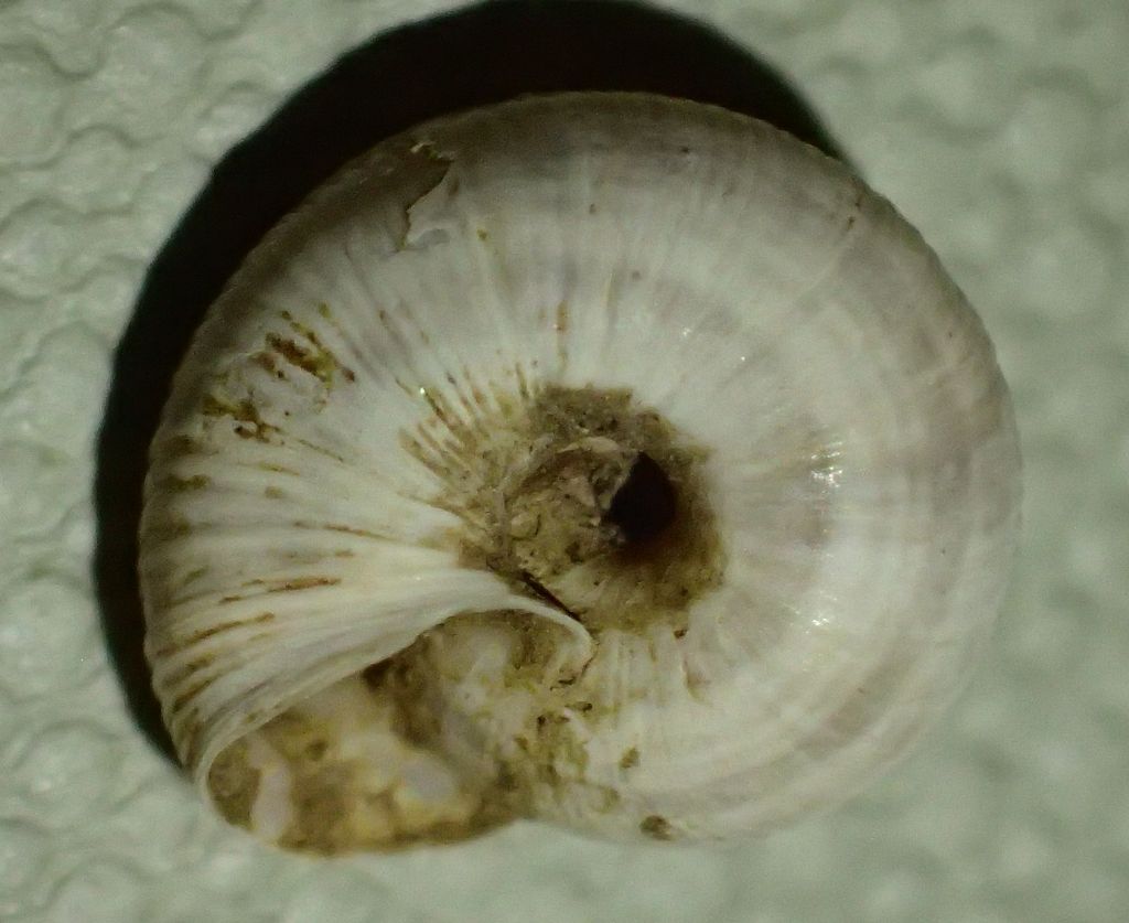 Chioccioline bergamasche