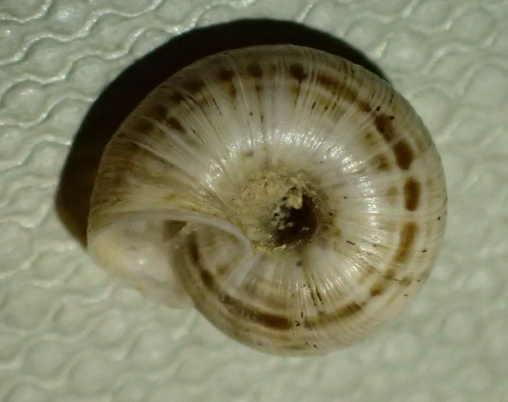 Chioccioline bergamasche