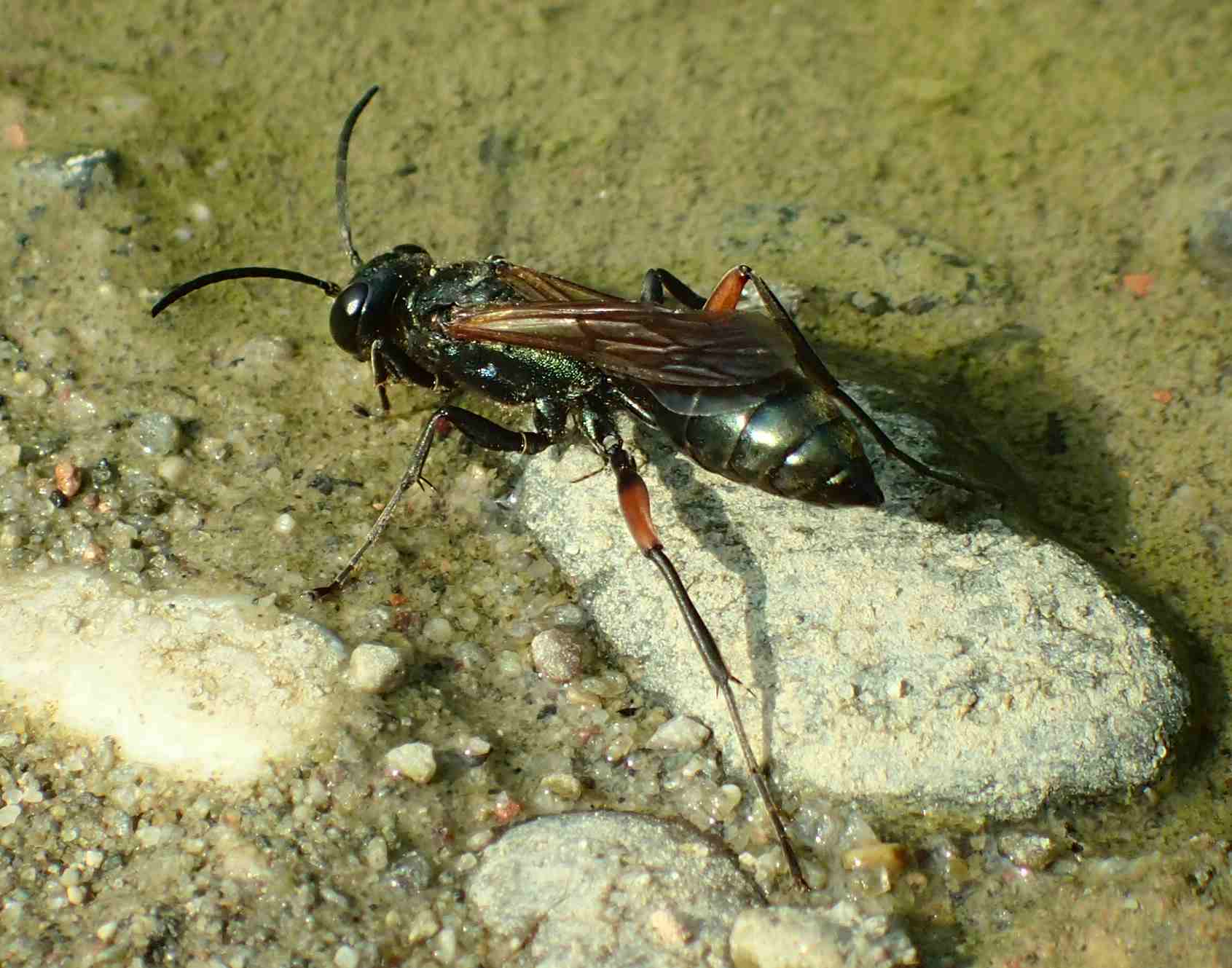 Sphecidae: Chalybion (Hemichalybion) femoratum