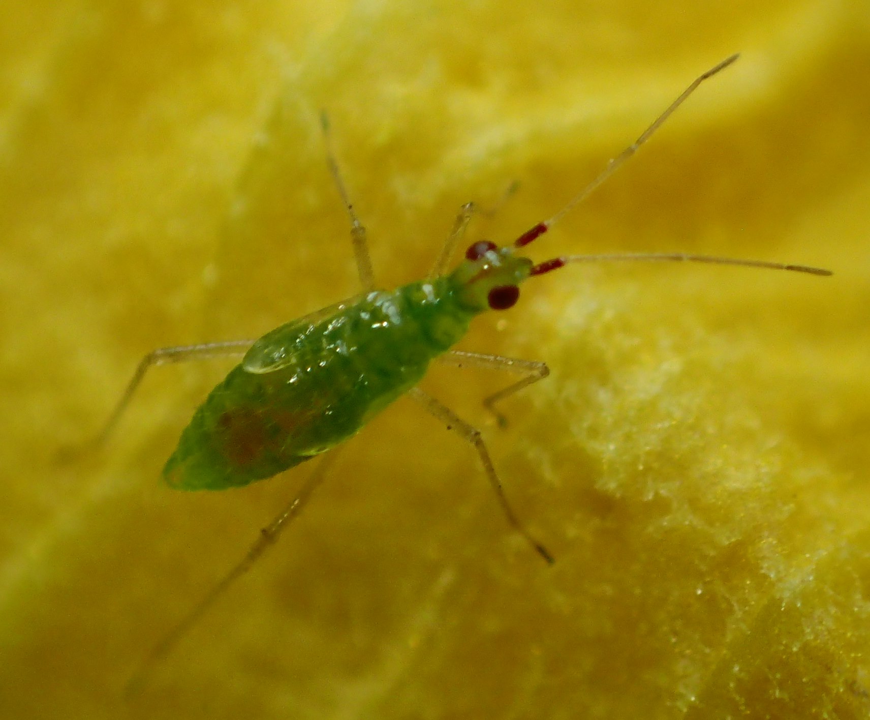Miridae: Dicyphus sp. (ninfa)