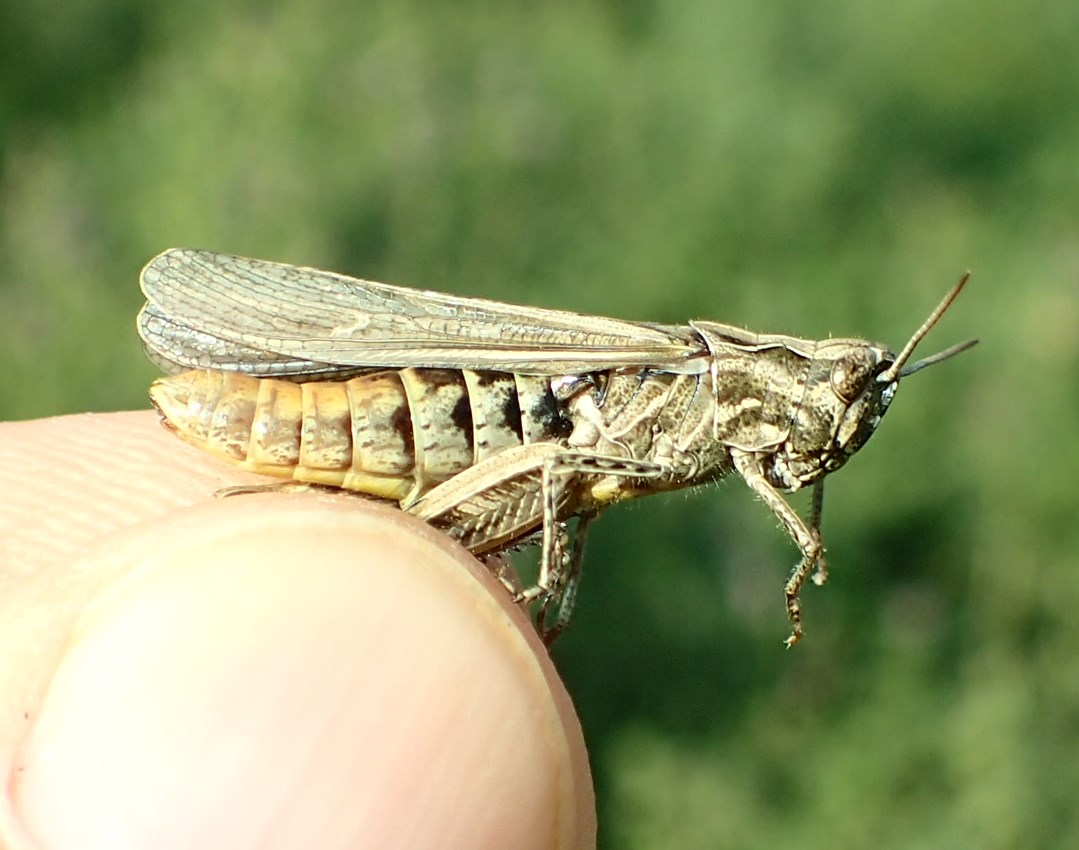 Cavalletta nell''erba medica