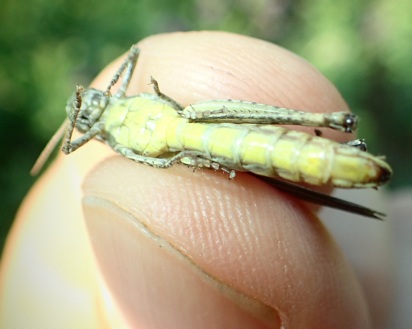 Cavalletta nell''erba medica