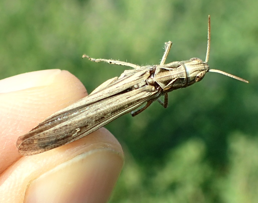 Cavalletta nell''erba medica