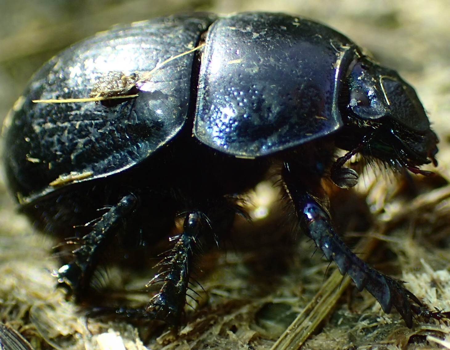 Geotrupidae: Anoplotrupes stercorosus? S.