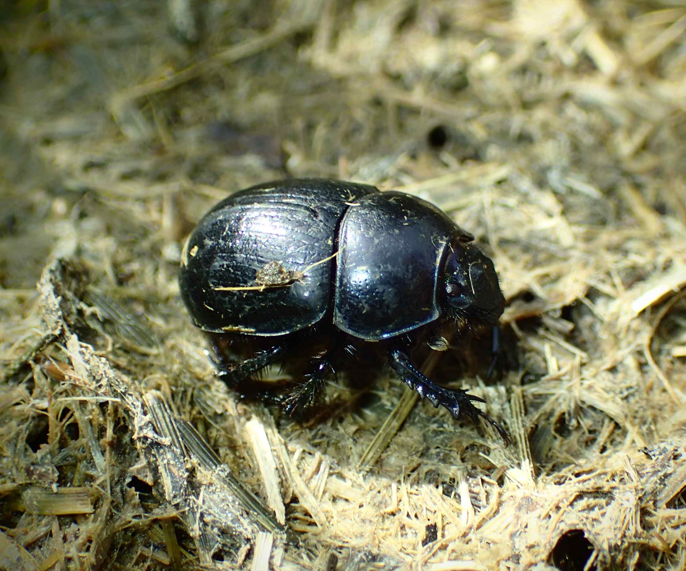 Geotrupidae: Anoplotrupes stercorosus? S.