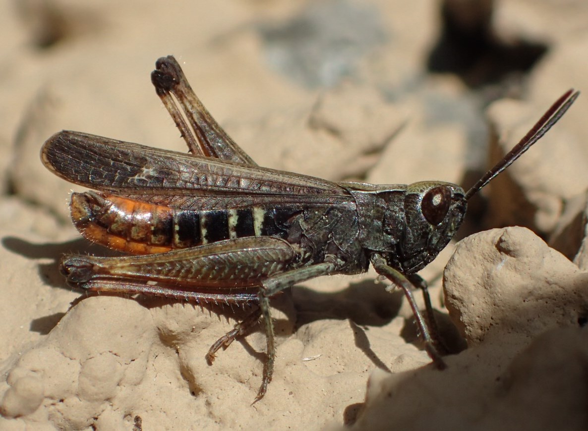 Omocestus?