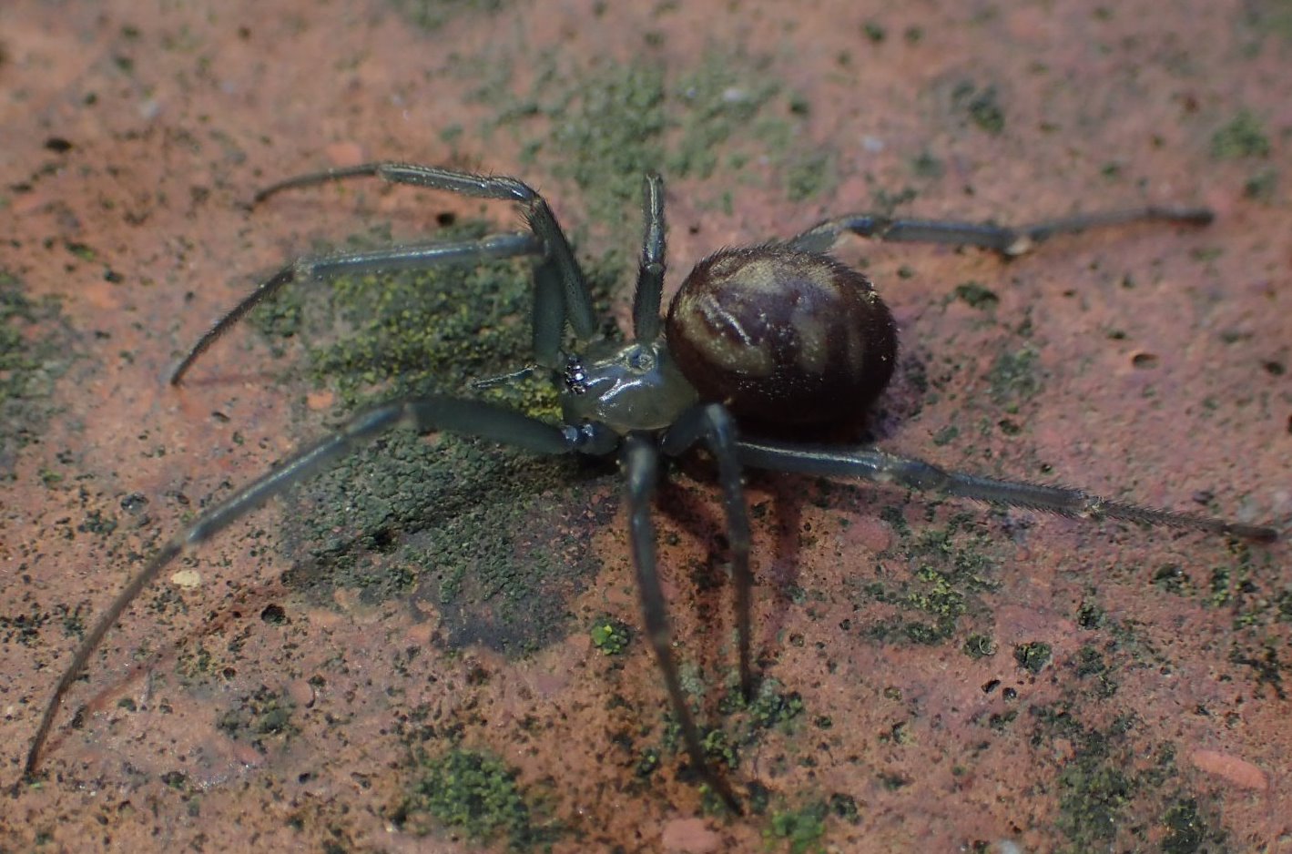 Steatoda grossa - Cremona
