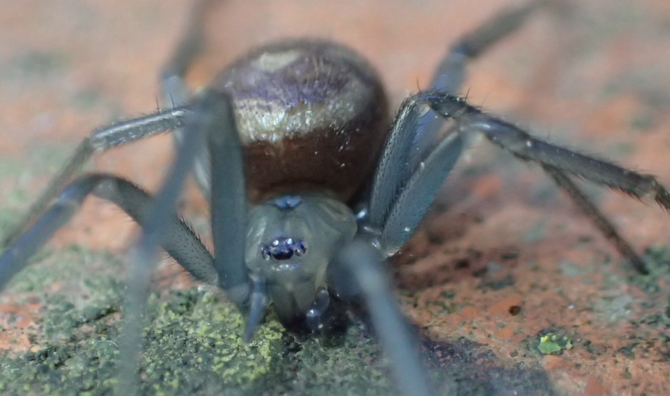 Steatoda grossa - Cremona