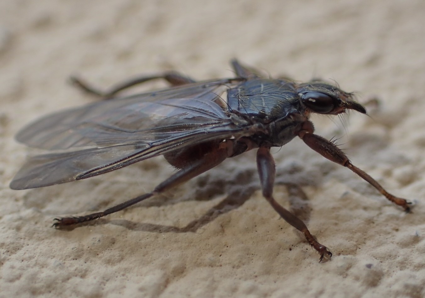 Ippoboscide? S, Pseudolynchia sp.