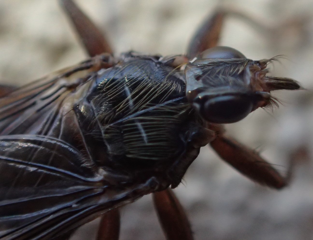 Ippoboscide? S, Pseudolynchia sp.