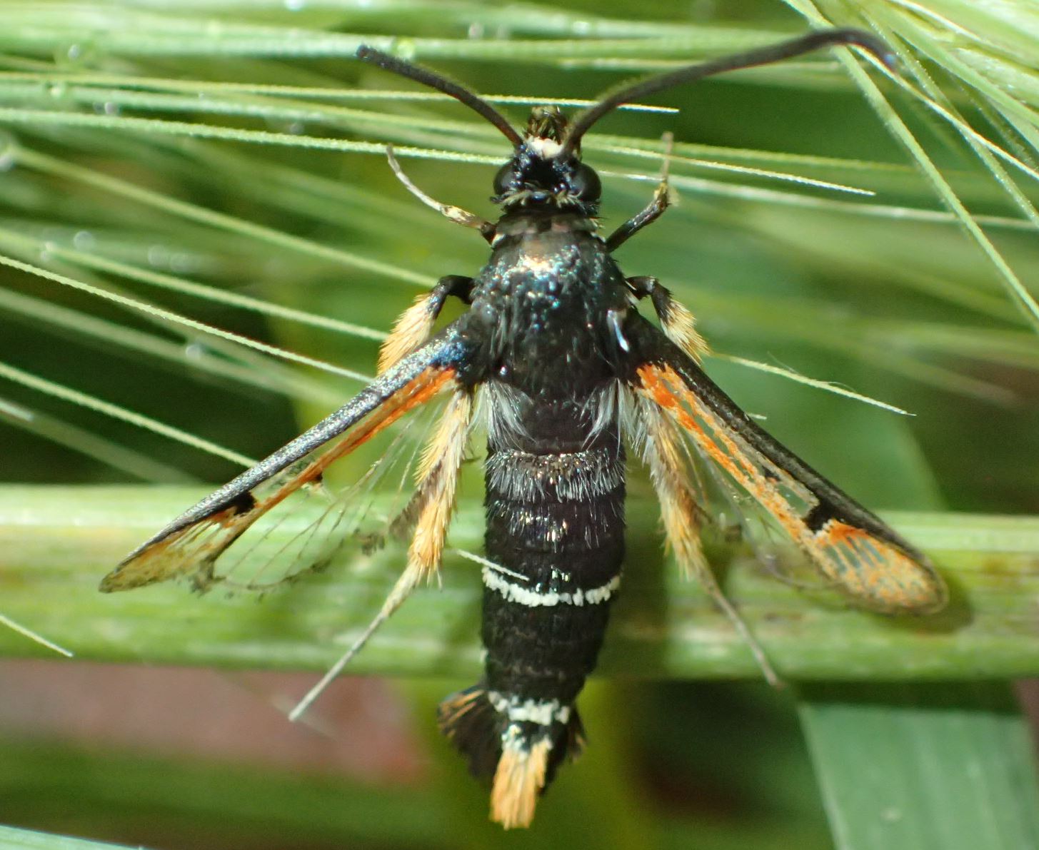 Sesiidae da Cremona