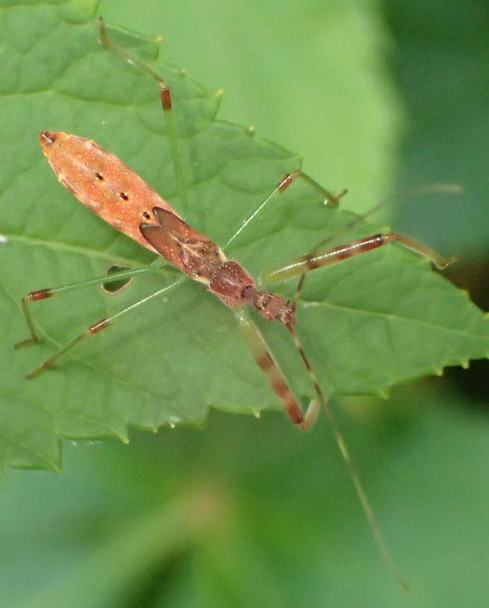 Reduviidae: ninfa di Nagusta goedelii