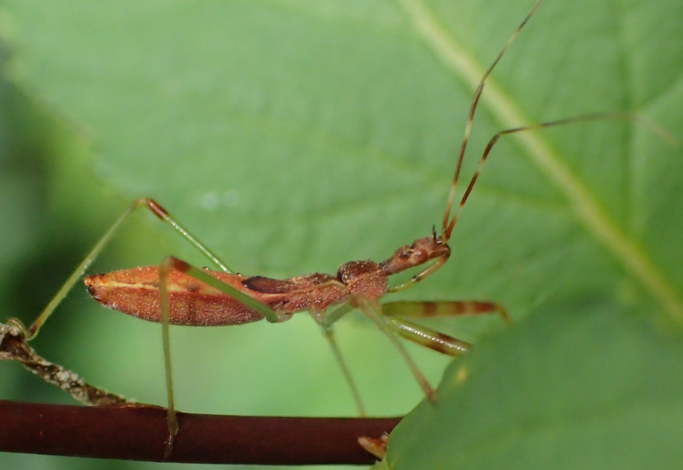 Reduviidae: ninfa di Nagusta goedelii