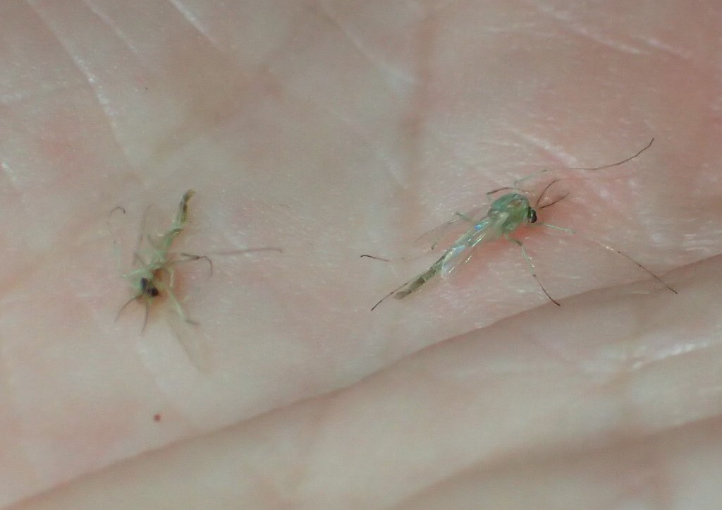 Chironomidae? S !
