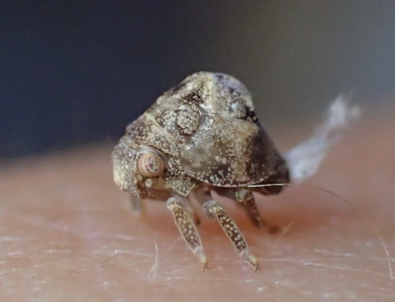 Ninfa (di acalonia?) S, ninfa di Acanalonia conica (Acanaloniidae)