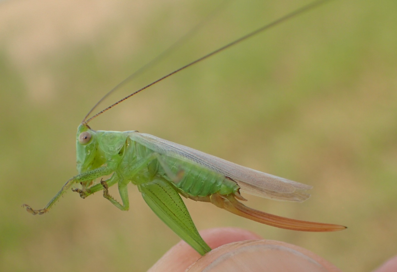 Piccola cavalletta verde