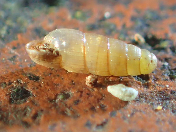 Aciculidae