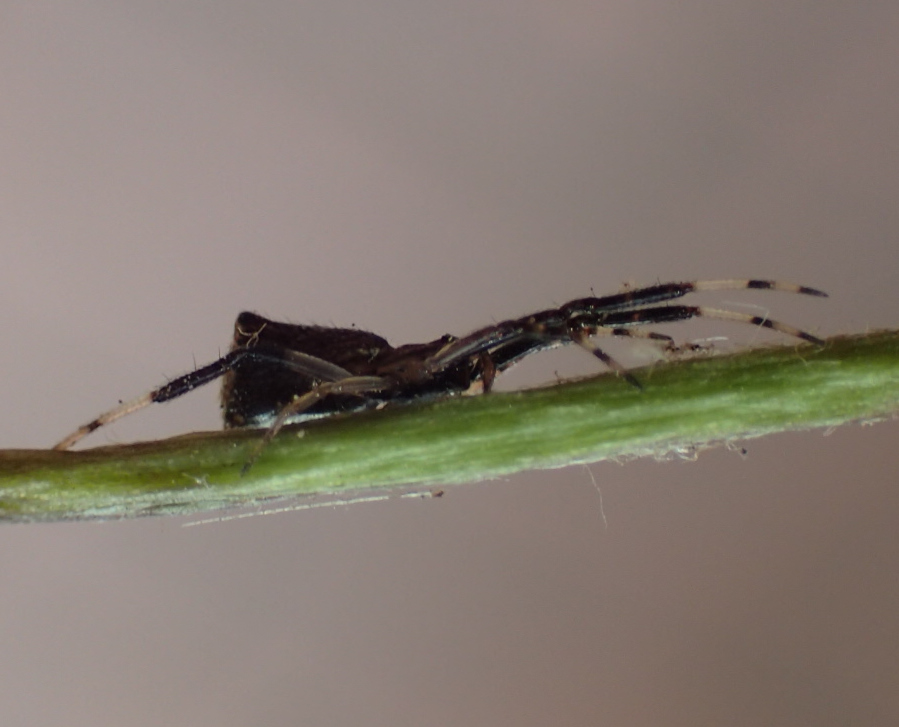 Episinus truncatus - Cremona