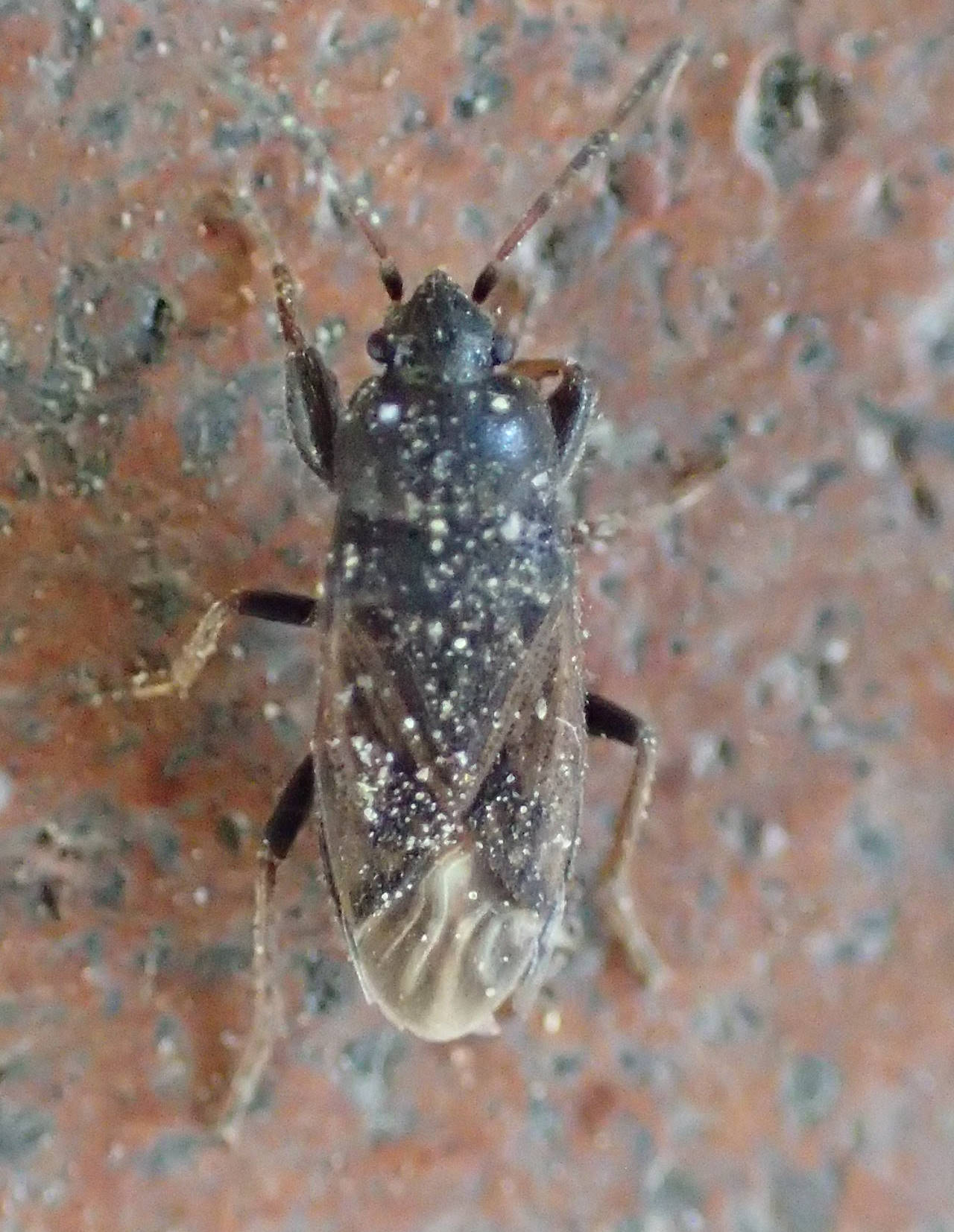 Lygaeidae: Megalonotus sabulicola