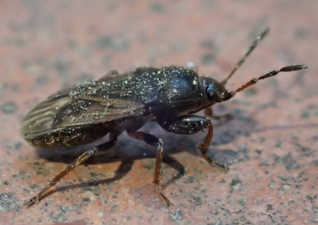 Lygaeidae: Megalonotus sabulicola