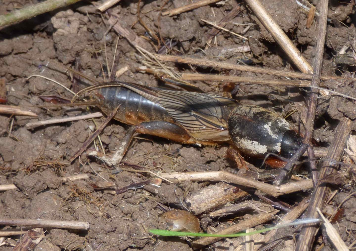 Gryllotalpa gryllotalpa