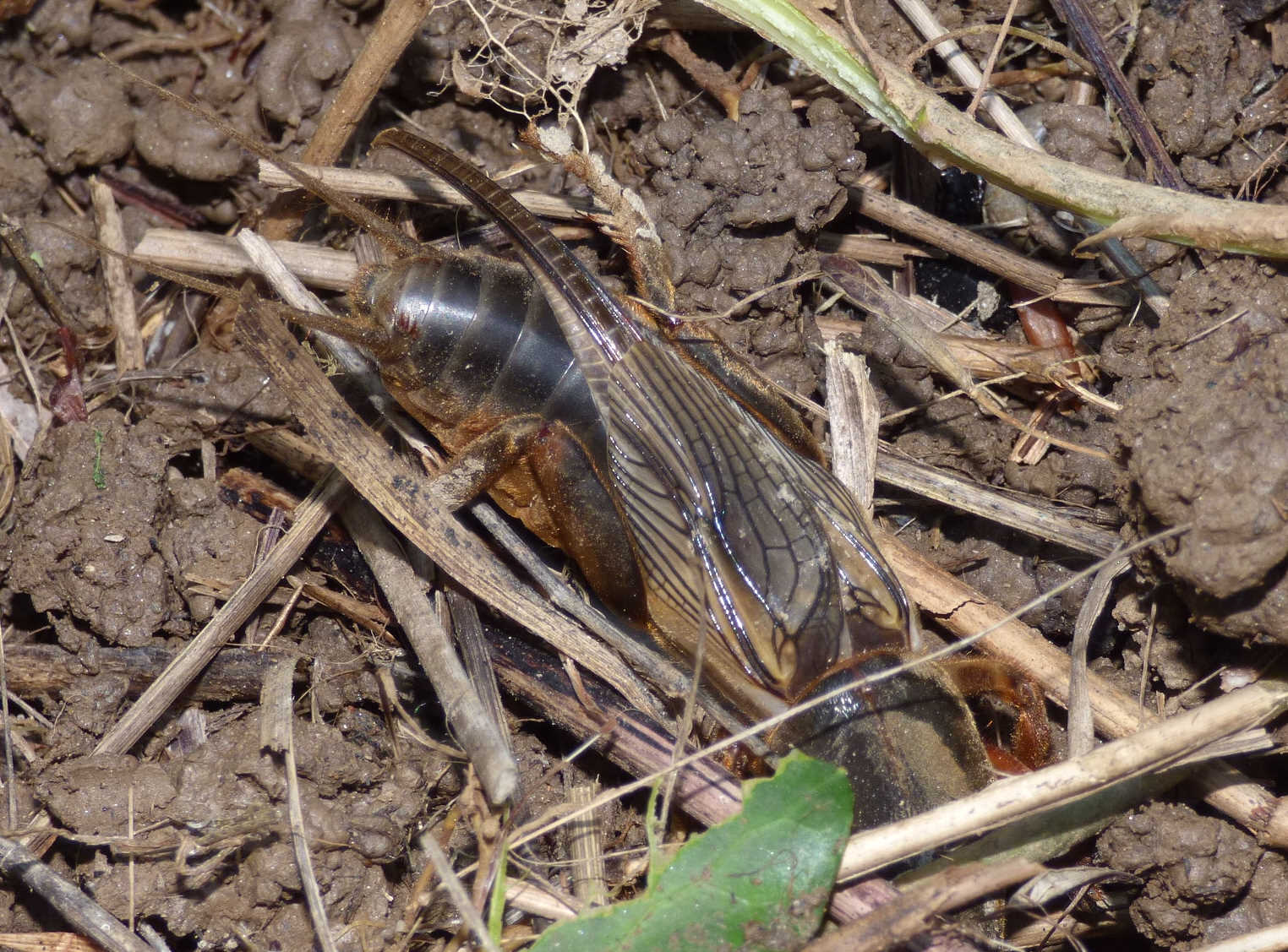 Gryllotalpa gryllotalpa