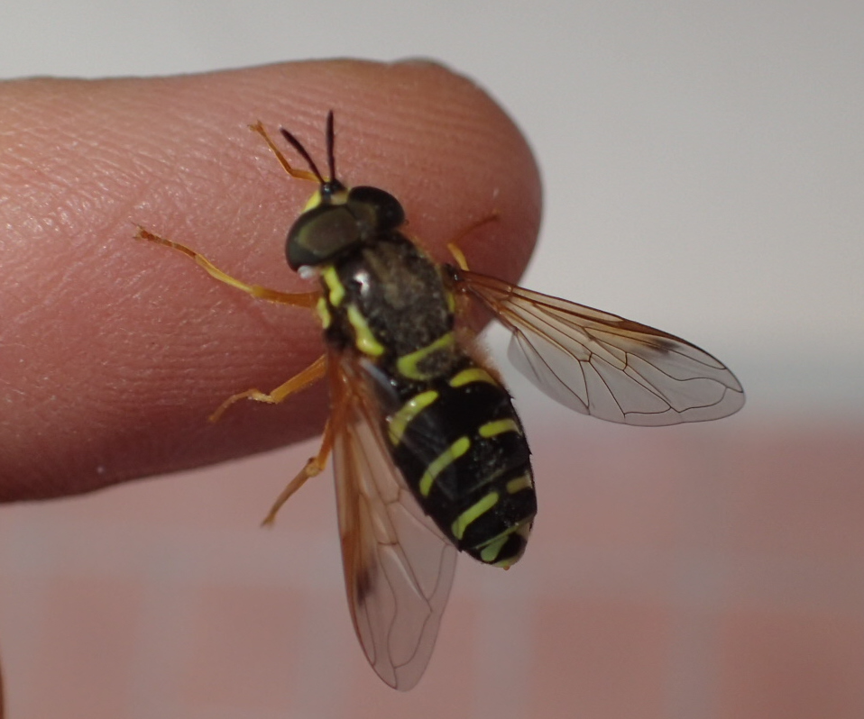 Chrysotoxum?