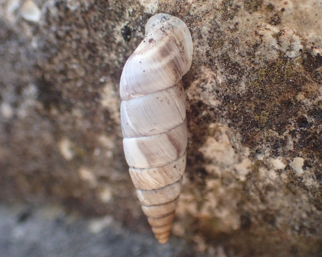 Clausilia biancastra - Solatopupa juliana