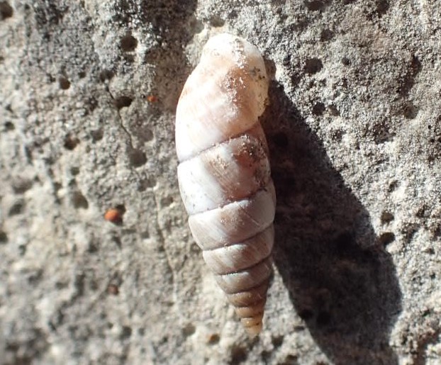 Clausilia biancastra - Solatopupa juliana