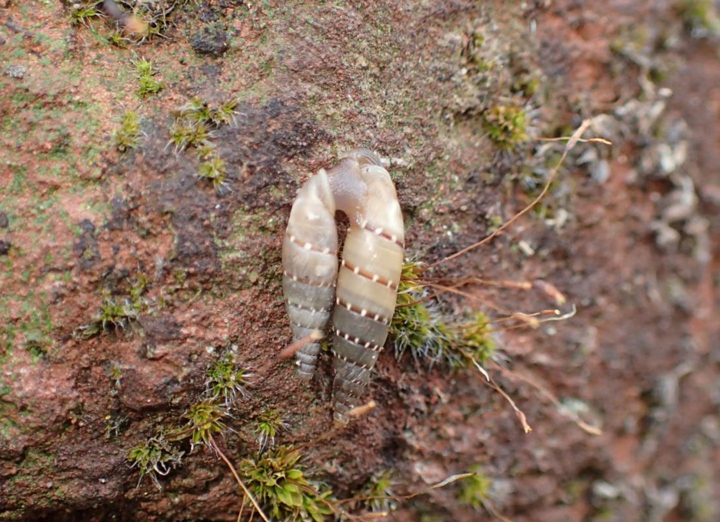 Papillifera bidens a Cremona?