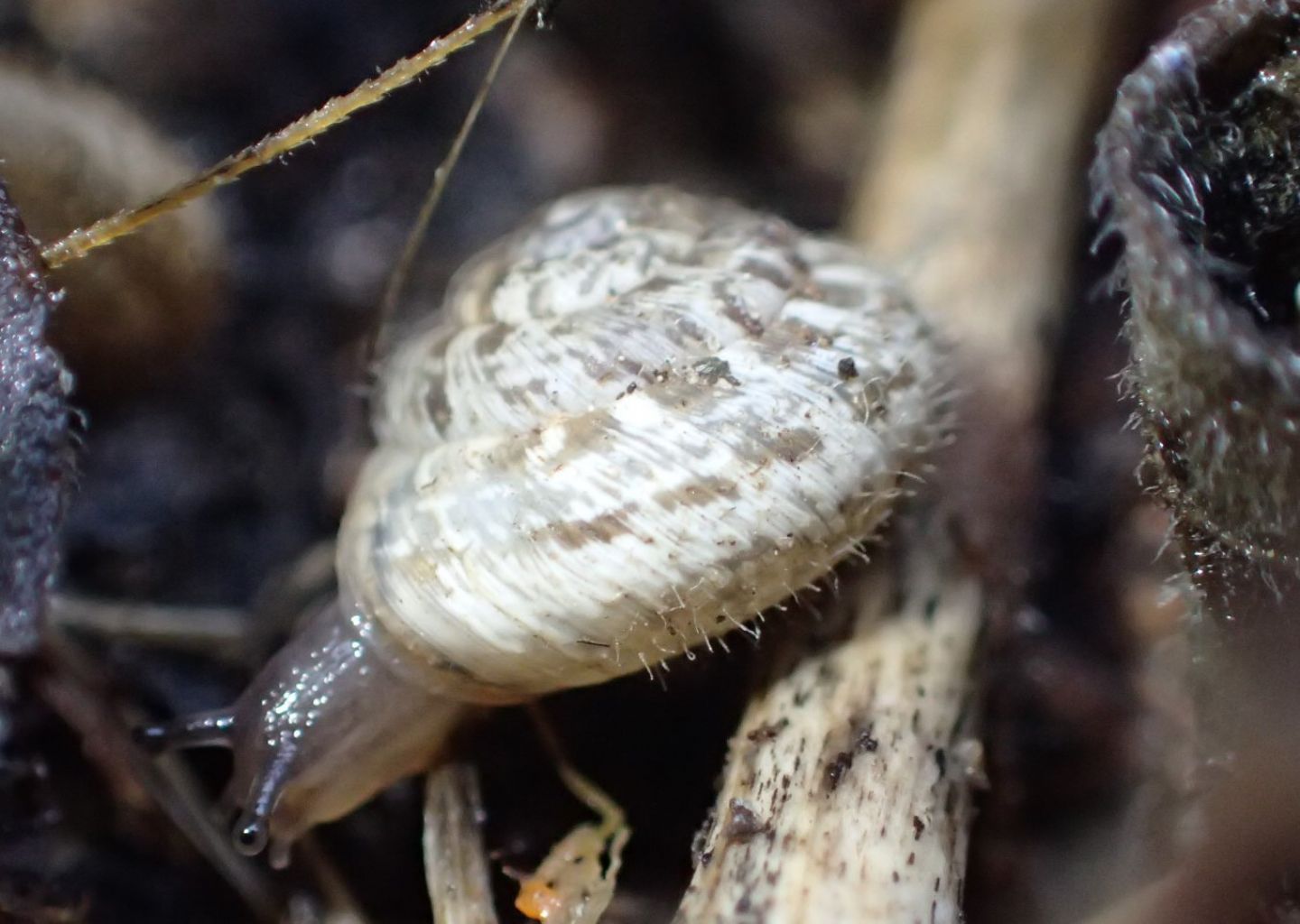 Papillifera bidens a Cremona?