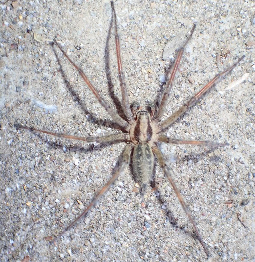 Tegenaria? No, Agelena labyrinthica, maschio -  Castelleone (CR)
